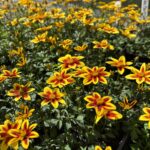 Bidens