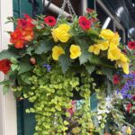 Summer bedding grown here at Kindallachan
