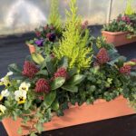 Autumn display (place your orders at nursery@alexbutter.co.uk)