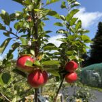 Apple Trees