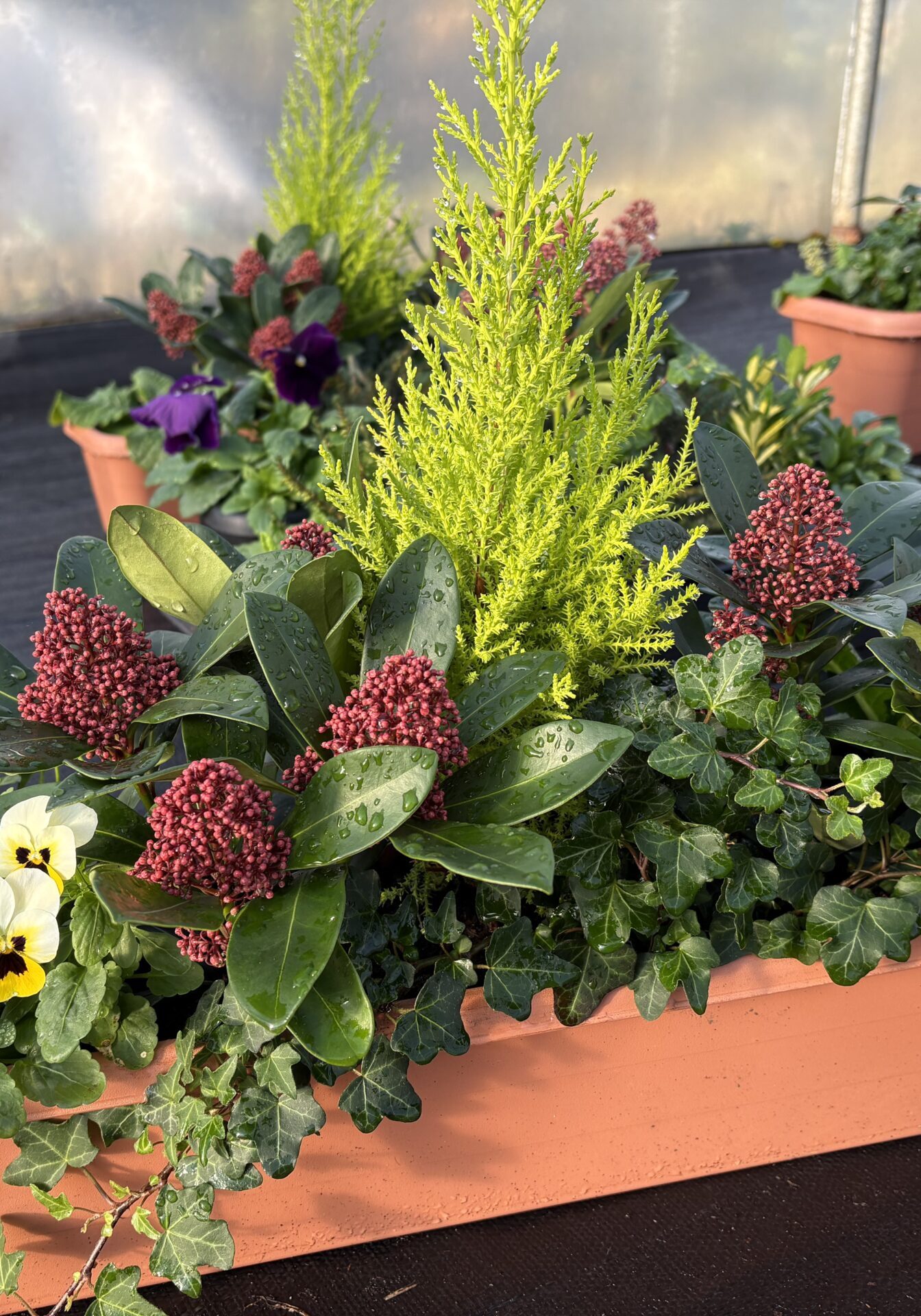 Autumn display (place your orders at nursery@alexbutter.co.uk)