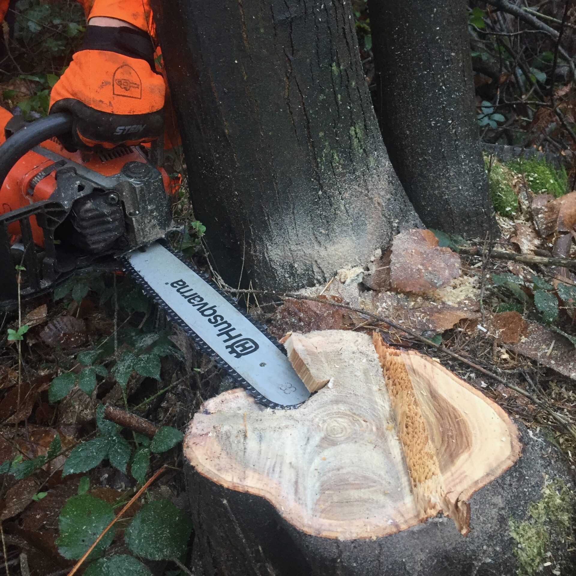fell cut stump 2
